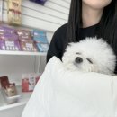 댕글로리 이미지