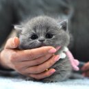 서울고양이분양 묘연 이미지