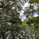 동산흑염소 | 대구 숲놀이터 | 미니 동물원도 있고 숲체험도 가능한 대구대학교 비호동산!