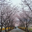 나진경로당 | [전남 여수]혼자여행 승월마을 벚꽃구경 리얼후기 다음주가 피크일듯?+주차