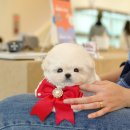 부산강아지분양 미유펫 이미지