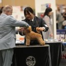 탑 애견 이미지