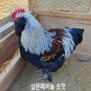 페버 이미지