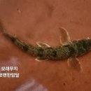 (주)모래무지 네이버블로그