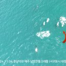 [영상] 2024년 11월 4일 종달이와 제주 남방큰돌고래들 이미지