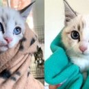 꽃냥이 이미지