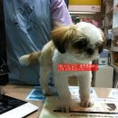 쿨펫 홈플러스 보관 중인 시츄 이미지