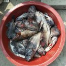 솔섬민박 이미지