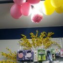 남창애견샵 복실강아지 이미지