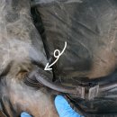 MD세탁 | [고파미르 t720 텐트세탁 후기] -> 부산텐트세탁연구소 기장점