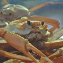 영덕대게 이미지