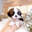 성남애견 | 송파애견분양 후기가 좋아서 찾아간 그곳~(잠실,위례,성남)