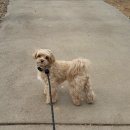 한국합금 | 모몽 핸즈프리 강아지 목줄 리드줄 세트 내돈내산 후기