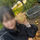 텃밭 농사 초보의 수미 두백 강원도 씨감자 구입과 재배 후기