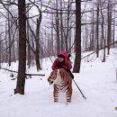 태기산마을 | 【2025.01.01】01. 횡성 태기산 풍력단지, 겨울철 눈산행지