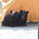 웅담2농장 이미지