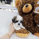 착한애견분양강아지 수원광교본점 이미지