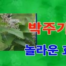 청양친환경블루베리농장 이미지