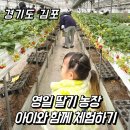 용농장 | 딸기체험 김포 영일딸기농장 솔직 후기
