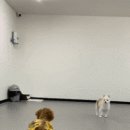 땡일리 애견 유치원 이미지