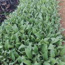 바울농장 이미지