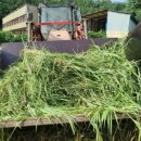 고서방흑염소 이미지