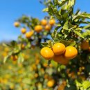 가장농장 이미지