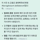 벌새? 꼬리박각시 나방 이미지