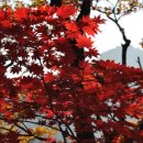 고양이 모자 이미지