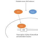 Re:Modulation of Metabolic Detoxification Pathways Using Foods and Food-Derived Components: A Scientific Review with Clinical Application 이미지