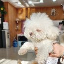 부티크멍 애견미용실 이미지