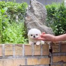 착한애견분양(원주점) 이미지