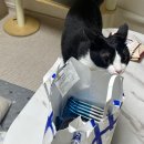 김용희 참치 이미지