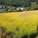 황금이삭 이미지