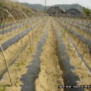 청산농장 이미지