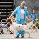 강아지클럽 이미지