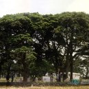 관매도 후박나무 이미지