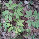 심마니 산약초 이미지