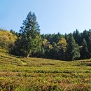 대한다원 이미지