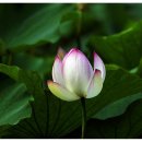 도새울마을 이미지