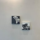 피터펫 카페 안산점 이미지