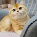 골든베니 이미지