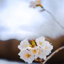 달서구노인종합복지관 | 달서구노인종합복지관 의 봄 벚꽃 개나리 일상