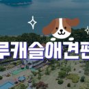 거제애견 이미지