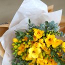 후리지아 이미지