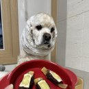 멍멍쩝쩝 이미지