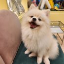 달링하이 강아지분양 창원점 이미지