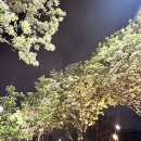 이팝꽃향기작은도서관 | 전주 팔복동 이팝나무 축제 25.04.23와 24.05.01 개화 상태