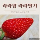 스마트팜 | 먹어본 딸기 중 최고, 라라스마트팜 라라딸기 솔직 후기