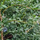 [귀농에세이] 농원일기 사자성어 이미지